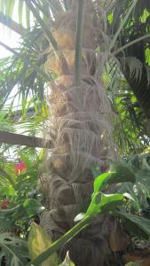oldwomenpalm3.jpg